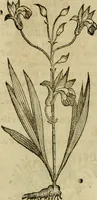 An illustration from Rerum medicarum Novae Hispaniae thesaurus, seu, Plantarum animalium mineralium Mexicanorum historia (1651)