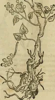 An illustration from Rerum medicarum Novae Hispaniae thesaurus, seu, Plantarum animalium mineralium Mexicanorum historia (1651)