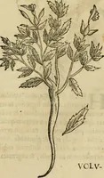 Picture 333 of 812 from Rerum medicarum Novae Hispaniae thesaurus, seu, Plantarum animalium mineralium Mexicanorum historia (1651), leaf 328
