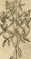 Picture 334 of 812 from Rerum medicarum Novae Hispaniae thesaurus, seu, Plantarum animalium mineralium Mexicanorum historia (1651), leaf 329