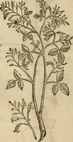 An illustration from Rerum medicarum Novae Hispaniae thesaurus, seu, Plantarum animalium mineralium Mexicanorum historia (1651)