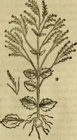 An illustration from Rerum medicarum Novae Hispaniae thesaurus, seu, Plantarum animalium mineralium Mexicanorum historia (1651)