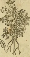 Picture 337 of 812 from Rerum medicarum Novae Hispaniae thesaurus, seu, Plantarum animalium mineralium Mexicanorum historia (1651), leaf 330