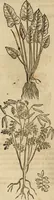 An illustration from Rerum medicarum Novae Hispaniae thesaurus, seu, Plantarum animalium mineralium Mexicanorum historia (1651)