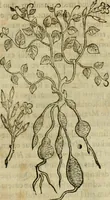 Picture 339 of 812 from Rerum medicarum Novae Hispaniae thesaurus, seu, Plantarum animalium mineralium Mexicanorum historia (1651), leaf 332