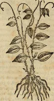 An illustration from Rerum medicarum Novae Hispaniae thesaurus, seu, Plantarum animalium mineralium Mexicanorum historia (1651)