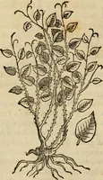 Picture 342 of 812 from Rerum medicarum Novae Hispaniae thesaurus, seu, Plantarum animalium mineralium Mexicanorum historia (1651), leaf 335