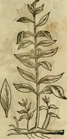 Picture 343 of 812 from Rerum medicarum Novae Hispaniae thesaurus, seu, Plantarum animalium mineralium Mexicanorum historia (1651), leaf 336