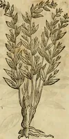 Picture 344 of 812 from Rerum medicarum Novae Hispaniae thesaurus, seu, Plantarum animalium mineralium Mexicanorum historia (1651), leaf 336