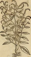 An illustration from Rerum medicarum Novae Hispaniae thesaurus, seu, Plantarum animalium mineralium Mexicanorum historia (1651)