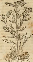 Picture 346 of 812 from Rerum medicarum Novae Hispaniae thesaurus, seu, Plantarum animalium mineralium Mexicanorum historia (1651), leaf 337