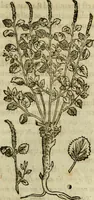 An illustration from Rerum medicarum Novae Hispaniae thesaurus, seu, Plantarum animalium mineralium Mexicanorum historia (1651)