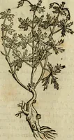 An illustration from Rerum medicarum Novae Hispaniae thesaurus, seu, Plantarum animalium mineralium Mexicanorum historia (1651)