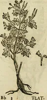 Picture 350 of 812 from Rerum medicarum Novae Hispaniae thesaurus, seu, Plantarum animalium mineralium Mexicanorum historia (1651), leaf 338