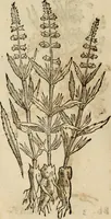 An illustration from Rerum medicarum Novae Hispaniae thesaurus, seu, Plantarum animalium mineralium Mexicanorum historia (1651)