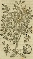 Picture 352 of 812 from Rerum medicarum Novae Hispaniae thesaurus, seu, Plantarum animalium mineralium Mexicanorum historia (1651), leaf 340