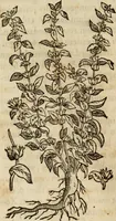 An illustration from Rerum medicarum Novae Hispaniae thesaurus, seu, Plantarum animalium mineralium Mexicanorum historia (1651)