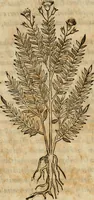 Picture 354 of 812 from Rerum medicarum Novae Hispaniae thesaurus, seu, Plantarum animalium mineralium Mexicanorum historia (1651), leaf 343