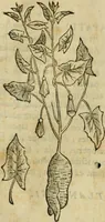 An illustration from Rerum medicarum Novae Hispaniae thesaurus, seu, Plantarum animalium mineralium Mexicanorum historia (1651)