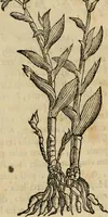 An illustration from Rerum medicarum Novae Hispaniae thesaurus, seu, Plantarum animalium mineralium Mexicanorum historia (1651)
