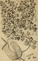 An illustration from Rerum medicarum Novae Hispaniae thesaurus, seu, Plantarum animalium mineralium Mexicanorum historia (1651)