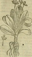 An illustration from Rerum medicarum Novae Hispaniae thesaurus, seu, Plantarum animalium mineralium Mexicanorum historia (1651)