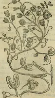 An illustration from Rerum medicarum Novae Hispaniae thesaurus, seu, Plantarum animalium mineralium Mexicanorum historia (1651)