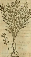 An illustration from Rerum medicarum Novae Hispaniae thesaurus, seu, Plantarum animalium mineralium Mexicanorum historia (1651)