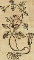 Picture 363 of 812 from Rerum medicarum Novae Hispaniae thesaurus, seu, Plantarum animalium mineralium Mexicanorum historia (1651), leaf 351