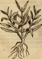 An illustration from Rerum medicarum Novae Hispaniae thesaurus, seu, Plantarum animalium mineralium Mexicanorum historia (1651)