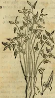 Picture 365 of 812 from Rerum medicarum Novae Hispaniae thesaurus, seu, Plantarum animalium mineralium Mexicanorum historia (1651), leaf 352