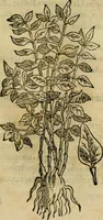 Picture 366 of 812 from Rerum medicarum Novae Hispaniae thesaurus, seu, Plantarum animalium mineralium Mexicanorum historia (1651), leaf 352