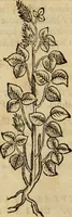 An illustration from Rerum medicarum Novae Hispaniae thesaurus, seu, Plantarum animalium mineralium Mexicanorum historia (1651)