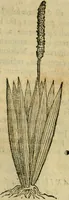 An illustration from Rerum medicarum Novae Hispaniae thesaurus, seu, Plantarum animalium mineralium Mexicanorum historia (1651)