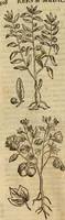 An illustration from Rerum medicarum Novae Hispaniae thesaurus, seu, Plantarum animalium mineralium Mexicanorum historia (1651)