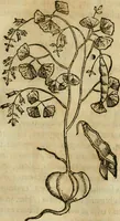 An illustration from Rerum medicarum Novae Hispaniae thesaurus, seu, Plantarum animalium mineralium Mexicanorum historia (1651)