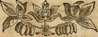 Picture 371 of 812 from Rerum medicarum Novae Hispaniae thesaurus, seu, Plantarum animalium mineralium Mexicanorum historia (1651), leaf 357