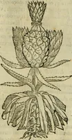 An illustration from Rerum medicarum Novae Hispaniae thesaurus, seu, Plantarum animalium mineralium Mexicanorum historia (1651)