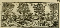 An illustration from Rerum medicarum Novae Hispaniae thesaurus, seu, Plantarum animalium mineralium Mexicanorum historia (1651)
