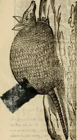 Picture 375 of 812 from Rerum medicarum Novae Hispaniae thesaurus, seu, Plantarum animalium mineralium Mexicanorum historia (1651), leaf 361