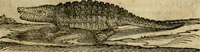 An illustration from Rerum medicarum Novae Hispaniae thesaurus, seu, Plantarum animalium mineralium Mexicanorum historia (1651)