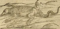 An illustration from Rerum medicarum Novae Hispaniae thesaurus, seu, Plantarum animalium mineralium Mexicanorum historia (1651)