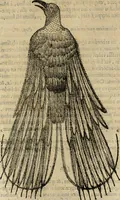 An illustration from Rerum medicarum Novae Hispaniae thesaurus, seu, Plantarum animalium mineralium Mexicanorum historia (1651)