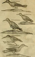 An illustration from Rerum medicarum Novae Hispaniae thesaurus, seu, Plantarum animalium mineralium Mexicanorum historia (1651)