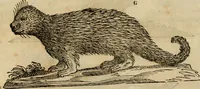 An illustration from Rerum medicarum Novae Hispaniae thesaurus, seu, Plantarum animalium mineralium Mexicanorum historia (1651)