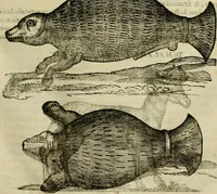 An illustration from Rerum medicarum Novae Hispaniae thesaurus, seu, Plantarum animalium mineralium Mexicanorum historia (1651)
