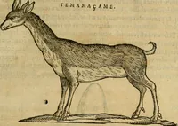 An illustration from Rerum medicarum Novae Hispaniae thesaurus, seu, Plantarum animalium mineralium Mexicanorum historia (1651)
