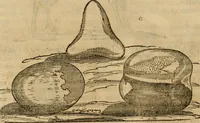 Picture 384 of 812 from Rerum medicarum Novae Hispaniae thesaurus, seu, Plantarum animalium mineralium Mexicanorum historia (1651), leaf 373
