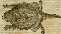 An illustration from Rerum medicarum Novae Hispaniae thesaurus, seu, Plantarum animalium mineralium Mexicanorum historia (1651)