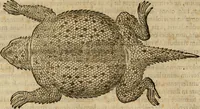 Picture 386 of 812 from Rerum medicarum Novae Hispaniae thesaurus, seu, Plantarum animalium mineralium Mexicanorum historia (1651), leaf 375